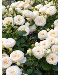 Rose Артеміс квіти